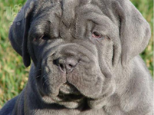 PoulaTo: Neapolitan Mastiff Puppies